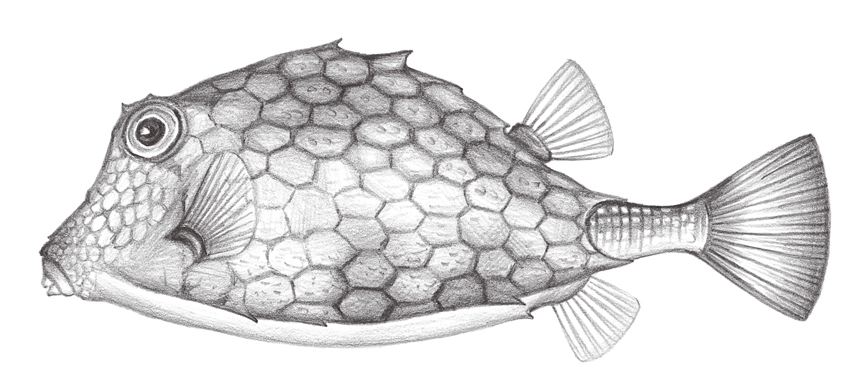 Tetrosomus concatenatus雙峰三稜箱魨