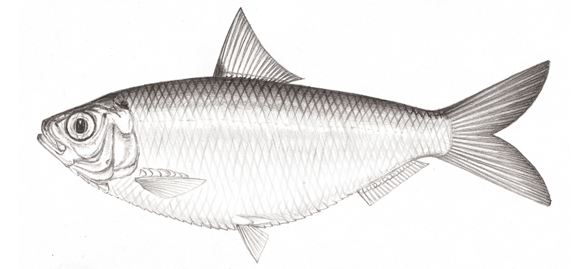 Sardinella brachysoma高體小沙丁魚