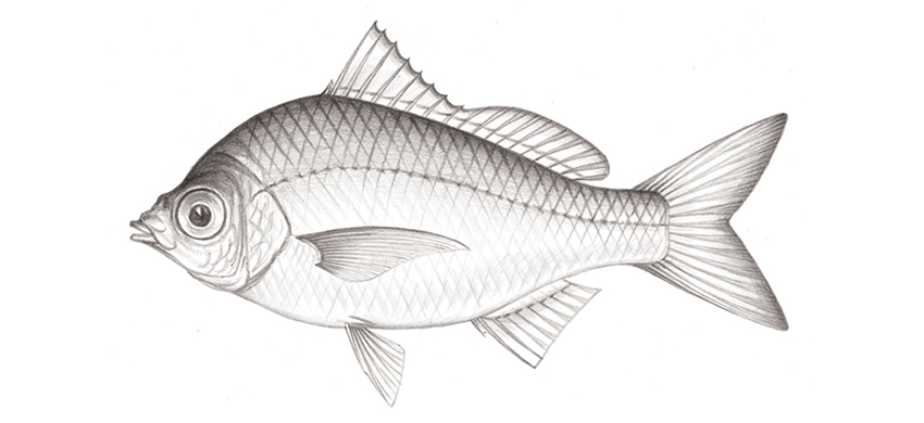 Gerres decacanthus十棘鑽嘴魚