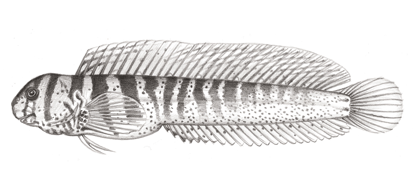 Omobranchus elegans美肩鰓鳚