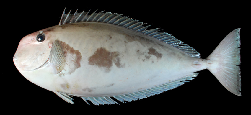 Naso mcdadei方吻鼻魚