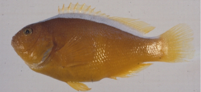 Amphiprion sandaracinos白背雙鋸魚
