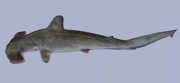 世界上最大的双髻鲨图片