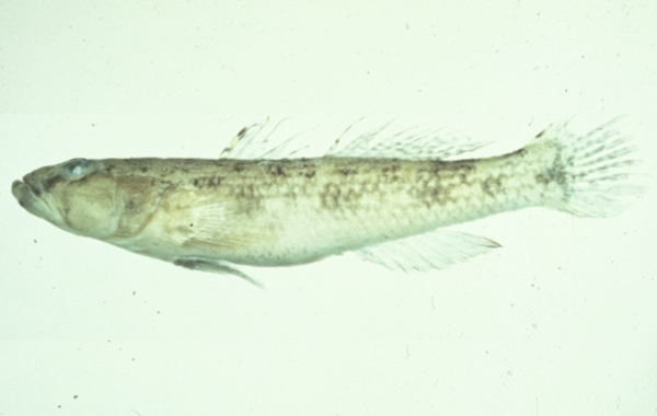 Glossogobius olivaceus點帶叉舌鰕虎