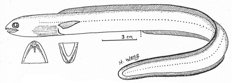 Parabathymyrus macrophthalmus大眼擬深海蠕鰻