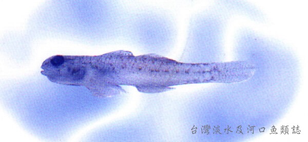 Pseudogobius masago小口擬鰕虎