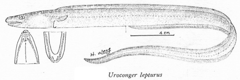 Uroconger lepturus狹尾糯鰻