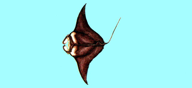 manta birostris 双吻前口蝠鱝