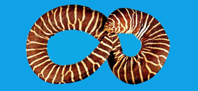 Gymnomuraena zebra斑馬裸鯙