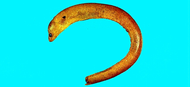 Gymnothorax melatremus黃身裸胸鯙