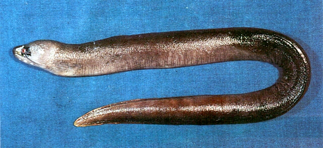 Gymnothorax monostigma眼斑裸胸鯙