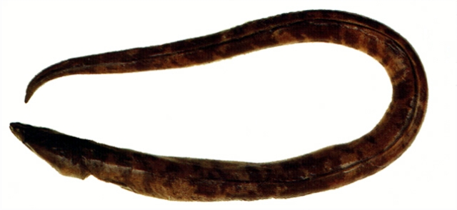 Brachysomophis cirrocheilos鬚唇短體蛇鰻