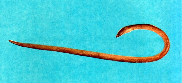 波路豆齿蛇鳗图片