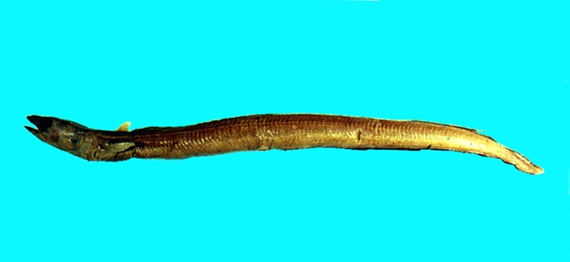 Ariosoma anago白錐體糯鰻