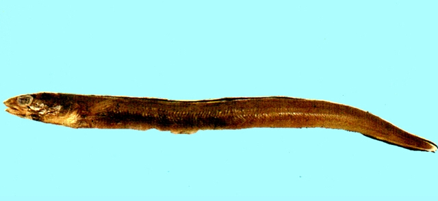 Ariosoma meeki米克氏錐體糯鰻
