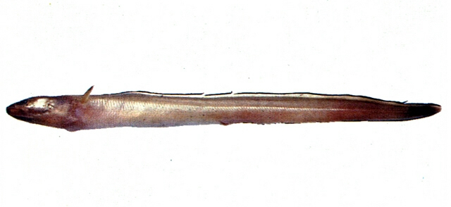 Bathymyrus simus銼吻淵油鰻