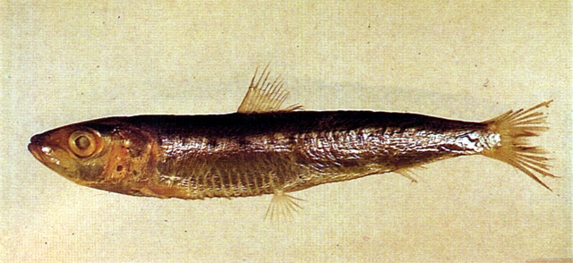 Sardinops sagax南美擬沙丁魚
