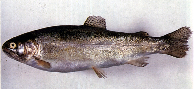 Oncorhynchus mykiss麥奇鈎吻鮭