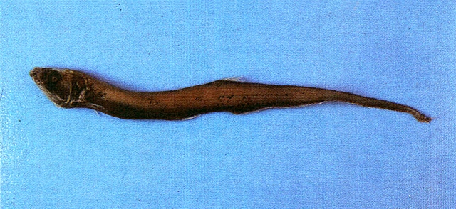 Diplophos taenia帶紋雙光魚