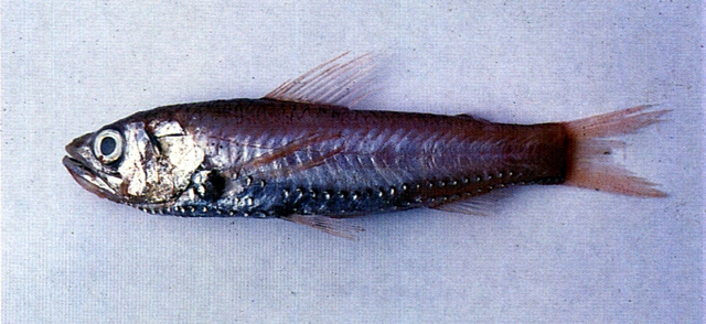 Neoscopelus macrolepidotus大鱗新燈魚