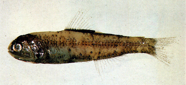 Diaphus signatus叉尾眶燈魚