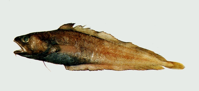 Physiculus japonicus日本小褐鱈