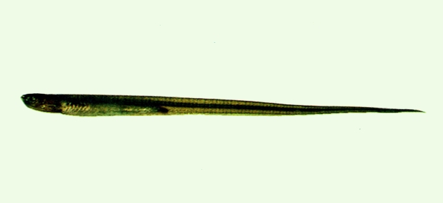 Encheliophis gracilis鰻形細隱魚