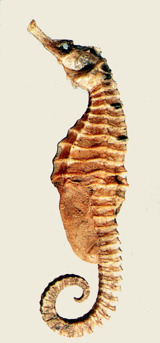 Hippocampus trimaculatus三斑海馬
