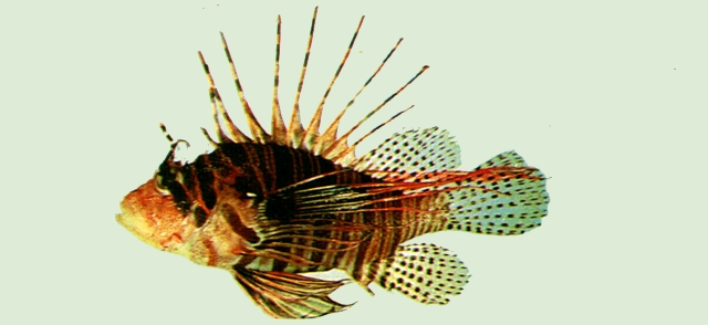 Pterois antennata觸角簑鮋