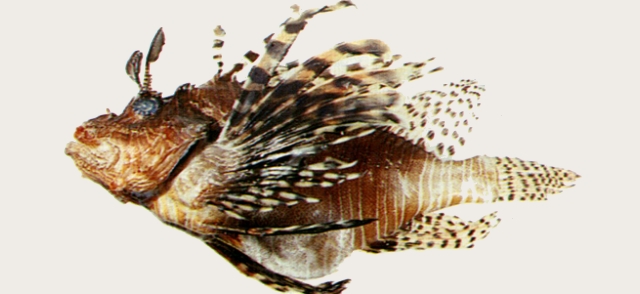 Pterois volitans魔鬼簑鮋