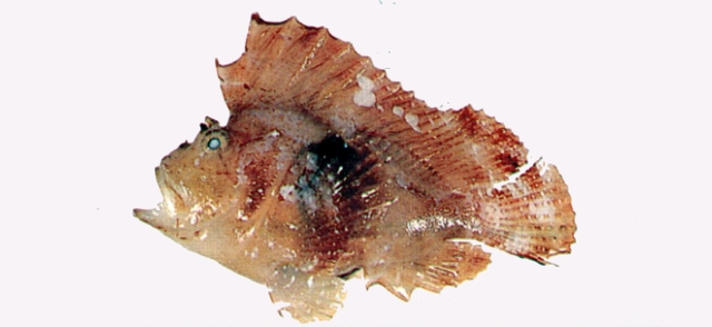 Taenianotus triacanthus三棘帶鮋