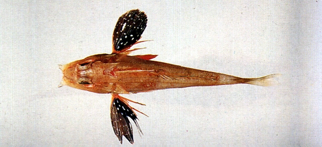 Lepidotrigla punctipectoralis臂斑鱗角魚