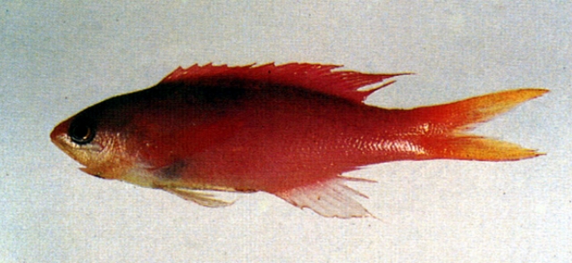 Pseudanthias pascalus厚唇擬花鱸