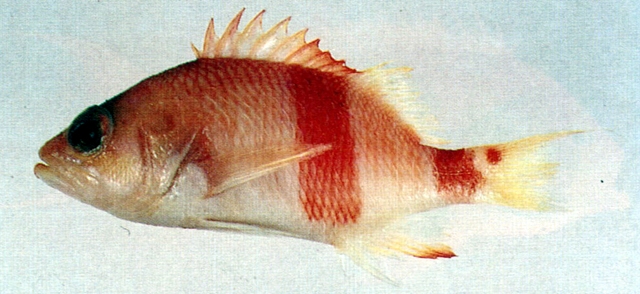 Plectranthias kelloggi凱氏浪花鮨