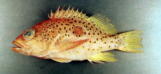 Plectranthias yamakawai山川氏棘花鱸