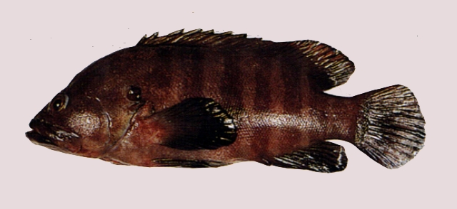 Cephalopholis boenak橫紋九刺鮨