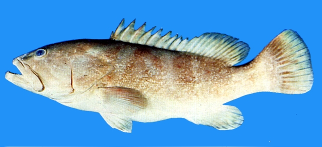 Epinephelus bruneus褐帶石斑魚