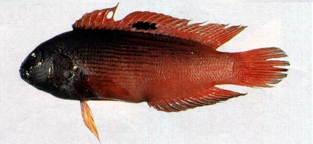 Labracinus cyclophthalmus圓眼戴氏魚
