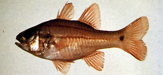 Ostorhinchus doederleini稻氏鸚天竺鯛