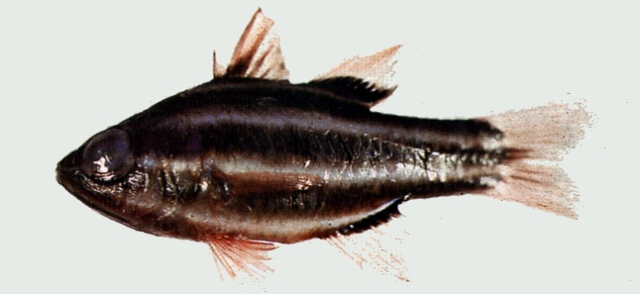 Ostorhinchus nigrofasciatus黑帶鸚天竺鯛