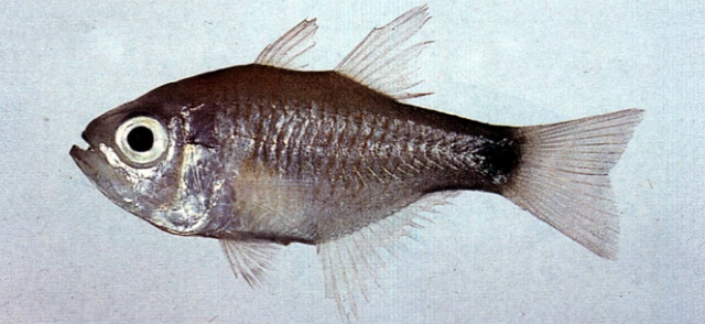 Taeniamia macroptera真帶天竺鯛