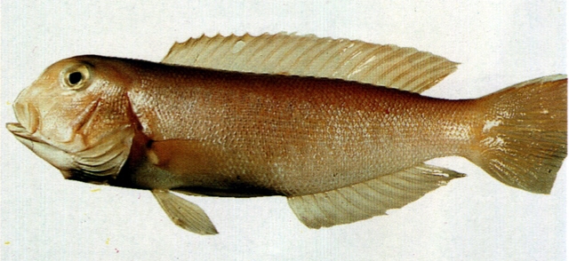 Branchiostegus albus白馬頭魚
