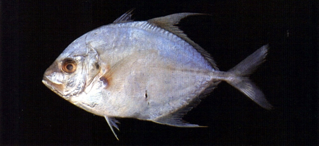 Carangoides chrysophrys長吻若鰺