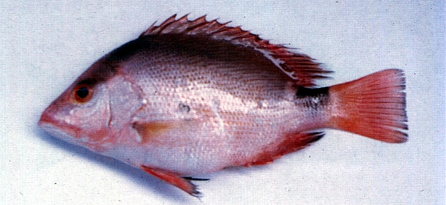 Lutjanus erythropterus赤鰭笛鯛