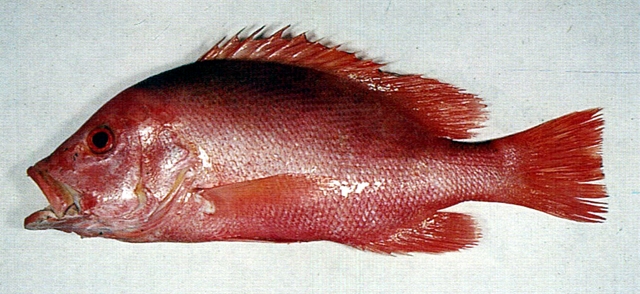 Lutjanus malabaricus馬拉巴笛鯛