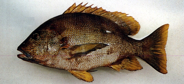 lutjanus rivulatus  海鸡母笛鲷 鱼类生态与演化研究室
