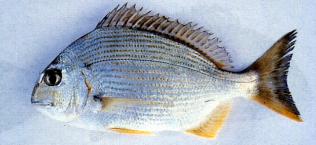 rhabdosargus sarba  平鲷