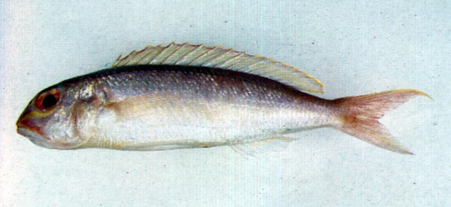 Nemipterus zysron姬金線魚