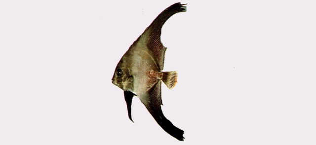Platax pinnatus彎鰭燕魚