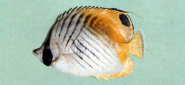 Chaetodon auriga揚旛蝴蝶魚